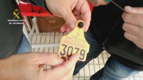 Trama de comercio ilegal de vacuno
