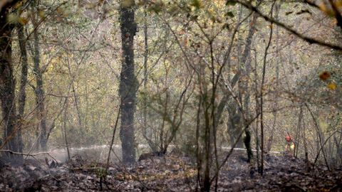 Un bombero participa en las labores de extincin del incendio declarado en la Reserva de la Biosfera de Muniellos (Asturias), considerado como el robledal mayor y mejor conservado de Espaa