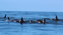 Con las heridas de los perdigonazos, To�i, la abuela de las orcas ib�ricas, fue avistada en un grupo de siete u ocho de estos cet�ceos los d�as 29 y 30 de agosto del 2026 en la Costa da Vela, entre las islas C�es y Ons, por la Cemma.
