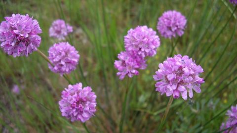 �Armeria� � �carnotana� Blanco-Dios. Especie end�mica de Carnota, se desarrolla en matorrales de arenales mar�timos y se encuentra en peligro de extinci�n por el tama�o de su poblaci�n. Sus principales amenazas son la urbanizaci�n, construcciones y alteraci�n de los arenales por el hombre