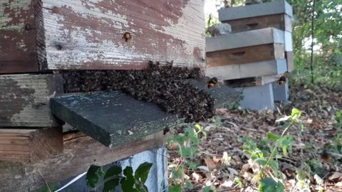 Abejas formando una �barba� defensiva en la piquera de la colmena para evitar ataques de la avispa velutina
