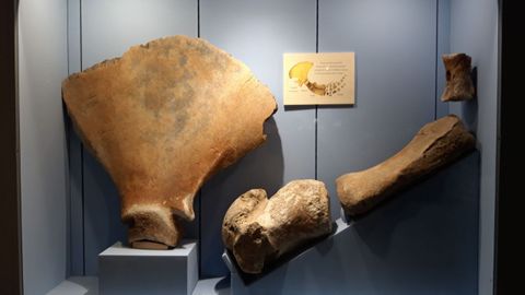 Vitrinas del Museo Mar�timo de Asturias en Luanco, de donde se obtuvieron muchas de las muestras utilizadas en el estudio.