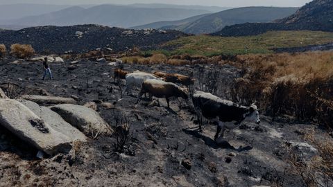 Muchos animales han muerto en el incendio de Chandrexa de Queixa, aunque todava no hay un balance oficial. Las vacas se movieron buscando pastos que las alejasen de las llamas