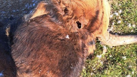 El toro de la ganadera de Babia, herido