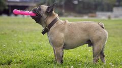 Un perro jugando en un parque de A Corua