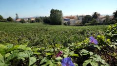 En la zona de A Virxe do Monte de A Pobra se levantar�n tres bloques con 96 pisos que han despertado el inter�s de un gran n�mero de turistas