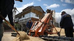 Agricultores ucranianos cargan grano de cebada durante una cosecha de cebada en el �rea de Odesa.