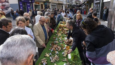 Exposici�n de setas durante las Xornadas Micol�xicas de Carballo.