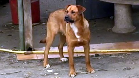 Uno de los perros de la finca de Arniella donde se produjo el ataque