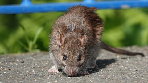 El hantavirus se transmite por el contacto con roedores al inhalar orina, heces o saliva en espacios cerrados