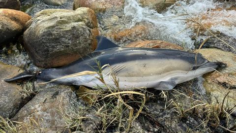 El lunes aparecieron dos ejemplares de delfn varados en la playa de San Francisco, en Louro.