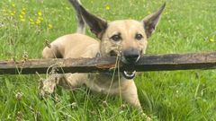 Narco, perro desaparecido el pasado 3 de septiembre en Gij�n