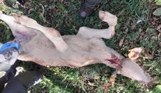 Ternero herido por el lobo en Os Ancares