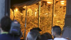 4.000 plantas de marihuana en diferentes fases de crecimiento han sido halladas en As Somozas en un operativo liderado por la Guardia Civil