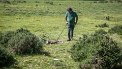 Imagen de uno de los �ltimos ataques del lobo en Galicia
