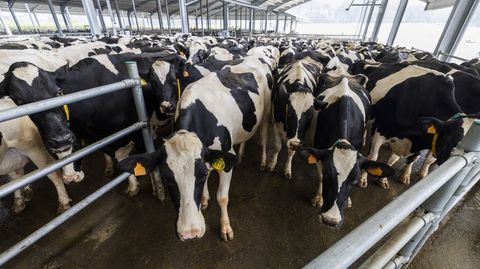 El sector ganadero de la Costa da Morte ha experimentado una profunda transformaci�n
