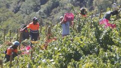 Vendimia en una vi�a de la ribera de Doade, el pasado 12 de septiembre
