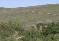Plantaci�n de pinos en un monte situado en la parroquia monfortina de Distriz. 