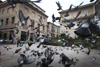 Palomas en la plaza de las Cinco calles, en el centro hist�rico de Pontevedra