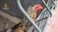 Imagen de uno de los animales en la terraza intervenida por la Guardia Civil