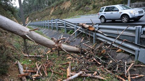 Ca�a de un �rbol en Cambados