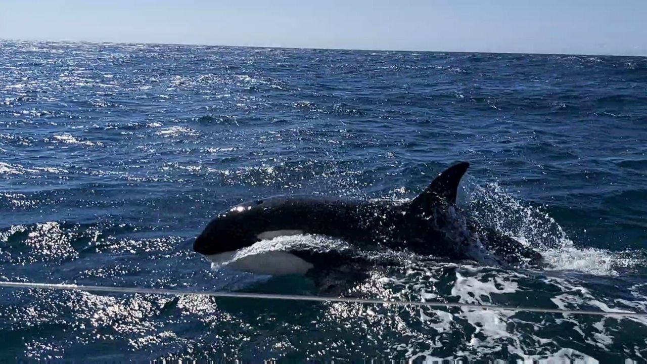 Las orcas golpearon a cuatro veleros en tres días en Galicia