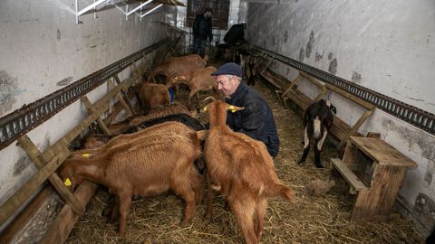 Voluntarios de la comunidad de montes de Leiro cuidando a los reba�os de cabras