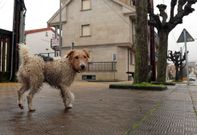 Este perro vagaba sin rumbo por las inmediaciones del IES N�mero Un hace un par de d�as. 