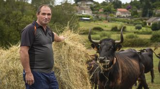 Las vacas de Roberto Louza?n, en Cotobade, tienen gps
