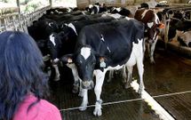 Las explotaciones de la Costa da Morte est�n atravesando una situaci�n cr�tica.