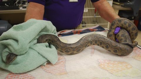 Imagen de archivo de una boa constrictor