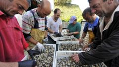 Mariscadores de Barallobre separando almeja muerta procedente de las bateas