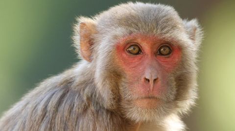 Un macaco Rhesus