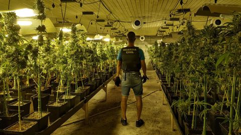 Imagen de archivo de la Guardia Civil tras descubrir una plantación de marihuana.