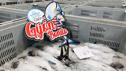 Subasta del primer bonito de la temporada en Lonja Gij�n en el puerto gijon�s de El Musel 