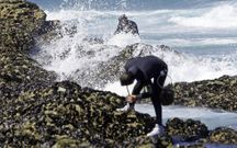 Percebeiros legales de A Mari�a padecen el furtivismo reincidente.