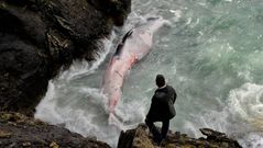 Aparece una ballena muerta en Corcubi�n
