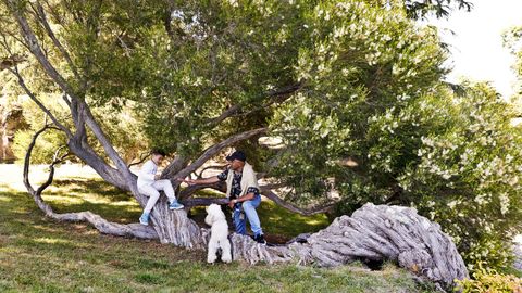 El &aacute;rbol melaleuca de O Castro, ejemplar &uacute;nico que estuvo a punto morir hace unos a&ntilde;os, luce su floraci&oacute;n.
