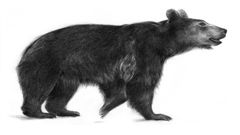 Recreaci&oacute;n de c&oacute;mo pudo haber sido el oso del Atlas