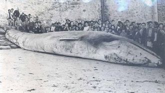 Algunos malpic�ns todav�a tienen memoria de esta imagen, un varamiento en la localidad a comienzos de los 60. Por su tama�o, toda una atracci�n para peque�os y grandes. ARCHIVO DE BEATRIZ OUSINDE