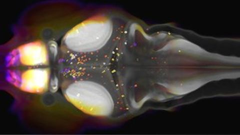 Larva de pez cebra utilizada en la investigaci�n