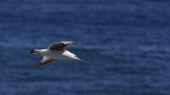 Gaviola sobrevolando el mar en Foz
