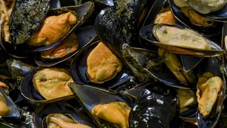 Mejillones cocidos al vapor, la elaboraci�n m�s sencilla y el punto de partida para un sinf�n de preparaciones.