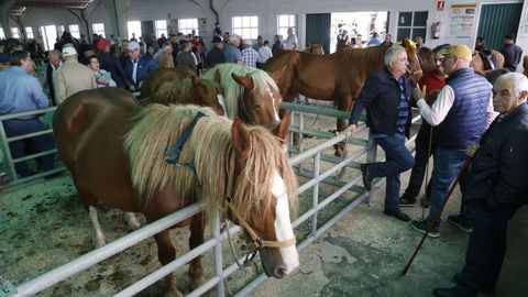 Feira do cabalo en Castro de Ribeiras de Lea.