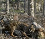 El lince lleva un GPS que permite seguir su viaje.