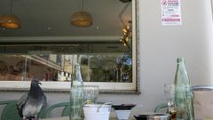 Una paloma en un bar de Ribeira donde tienen colocado un cartel que proh&iacute;be darles de comer.