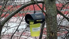 Trampa instalada para capturar avispas asi�ticas