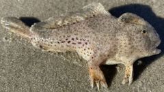  Un ejemplar de pez mano manchado (Brachionichthys hirsutus)