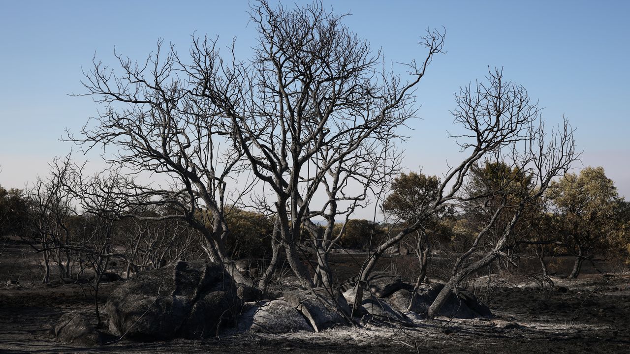 La superficie quemada por incendios en España sube a 172.400 hectáreas, 20.000 más que ayer