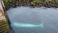 El cet�ceo, en la zona de la ampliaci�n de El Musel